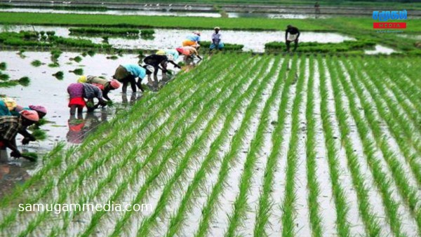 இலங்கையில் யாரும் பசியால் சாவதில்லை – விளை நிலங்களில் மீண்டும் கால்பதிக்கும் விவசாயிகள்.!  samugammedi 